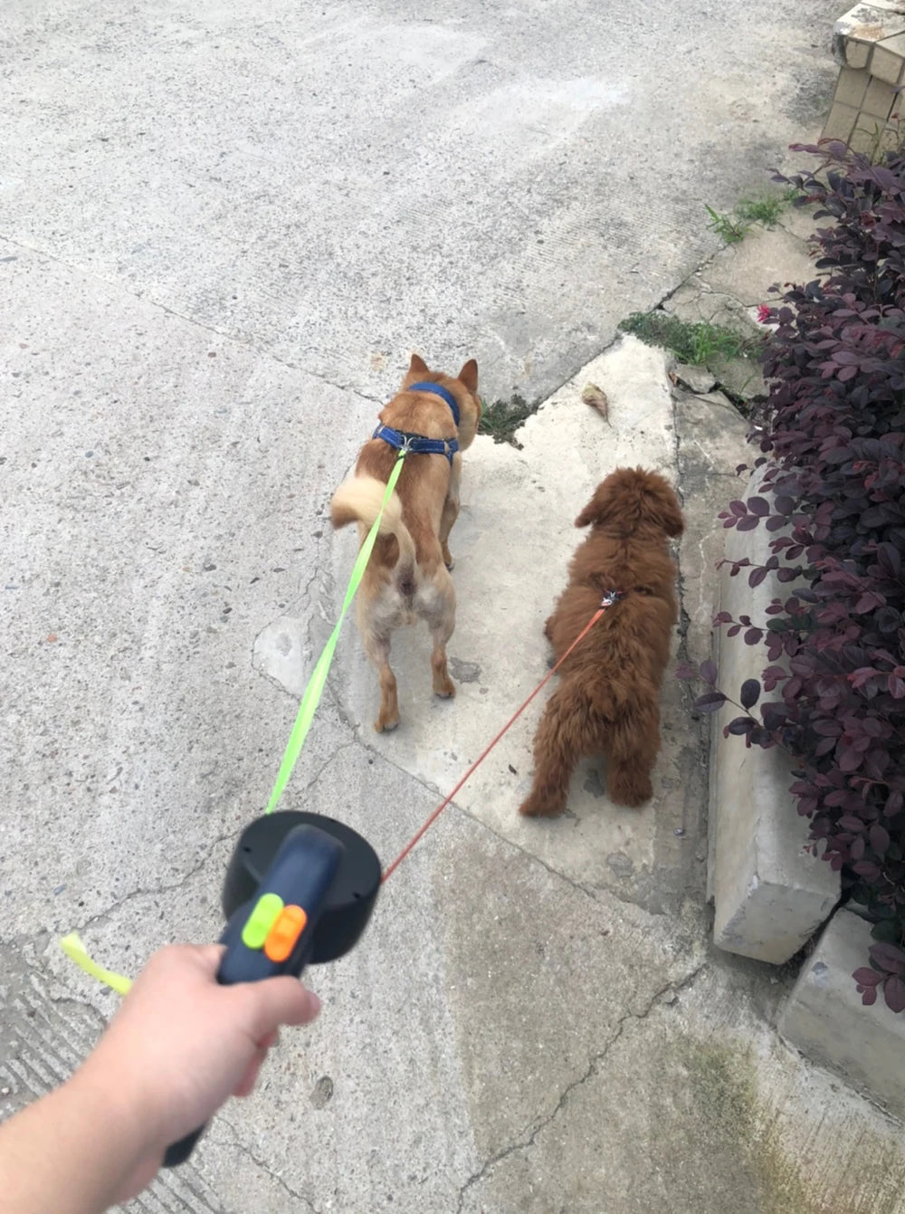 Retractable Dog Leash with Lights