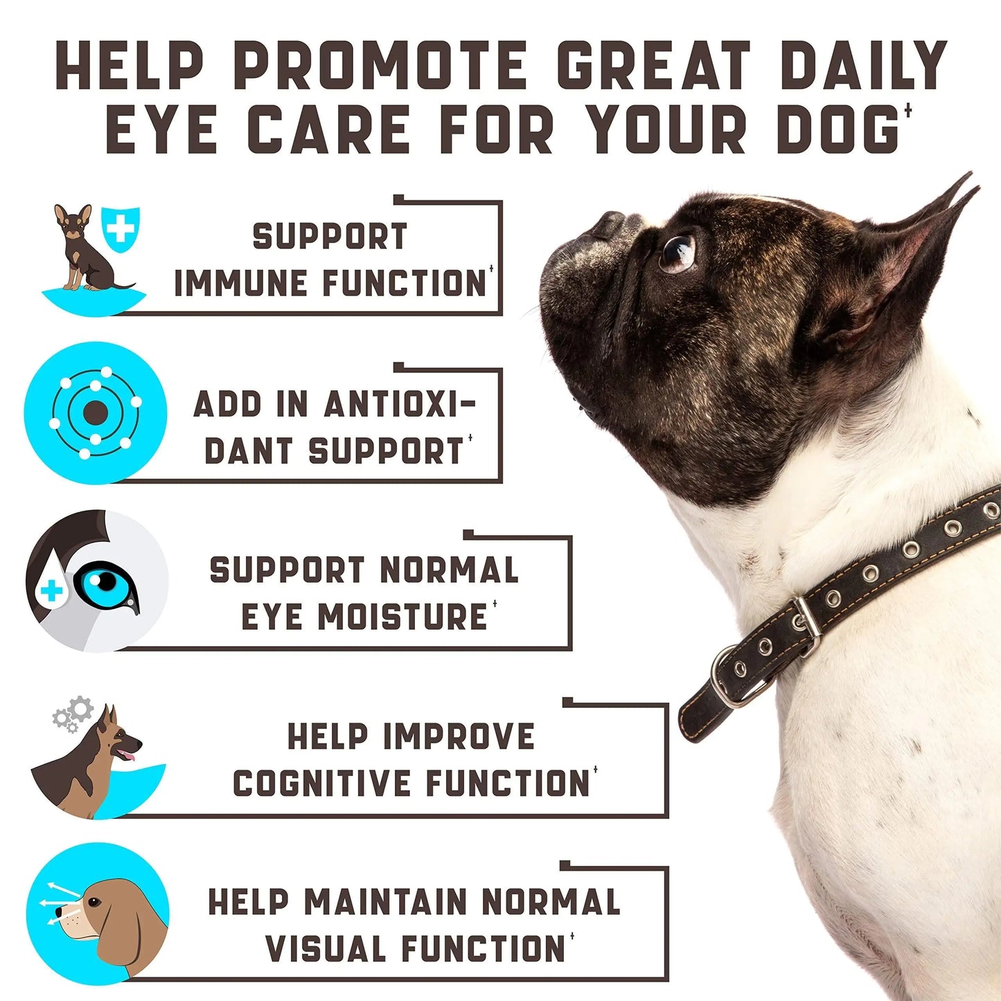 Eye Vitamins for Dogs