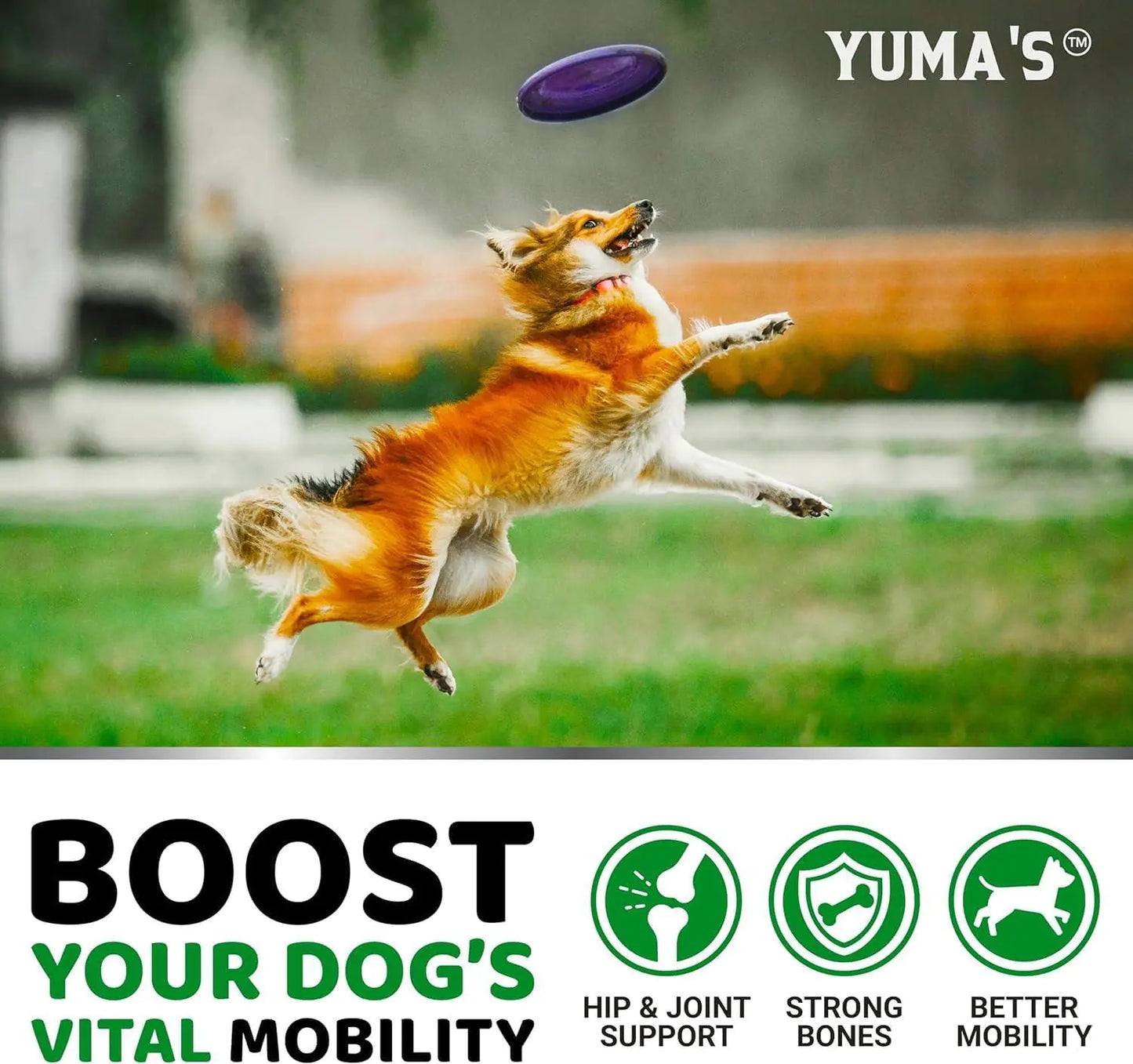 2 Pack Glucosamine for Dogs