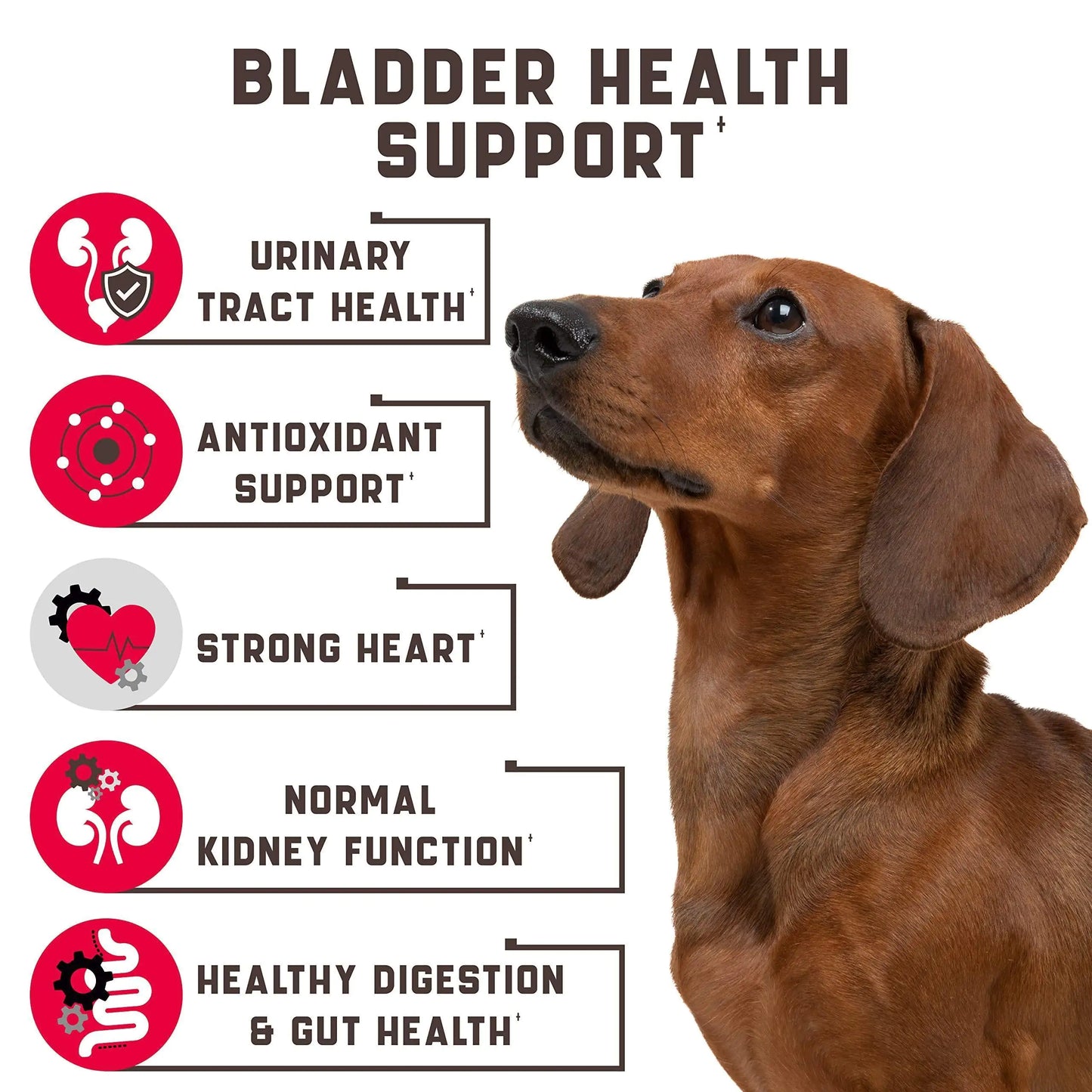 Cranberry Chews Dog Supplement for Urinary Tract